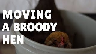 Moving Our First Broody Hen: Beginners!