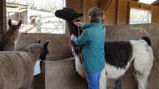 Haltering a llama using the wand and catch rope method