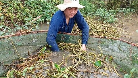 Thành xúc ủ lươn mùa nước nổi Đồng Tháp