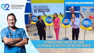 ¿Cómo actuar frente a las picaduras de insectos?