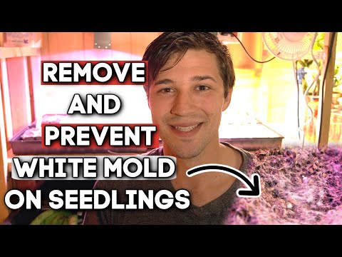 Videó: A vetőmag kezdeti problémái: Hogyan állítsuk meg a fehér gombát a talajon