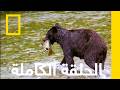 مسلخ السلمون تحدي دببة ألاسكا الرمادية ناشونال جيوغرافيك أبوظبي mp3