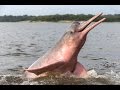 River Dolphins, Речные Дельфины