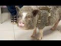 Why Is This Pet Pig Humping Everything?! | The Vet Life Why Is This Pet Pig Humping Everything?! | The Vet Life