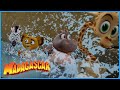 Team work is the best | DreamWorks Madagascar