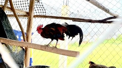 Saib kuv tus lau qaib dib