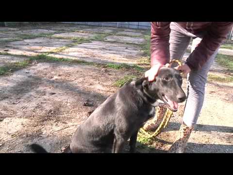 Video: Pes Nelegálne Zakopaný Na Verejnom Parku: Čo By Mali Vedieť Rodičia Domácich Miláčikov