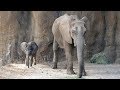 Baby elephant Ajabu Explores Habitat With Mom Mlilo