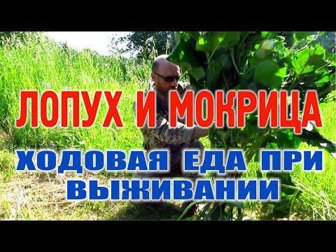 ЕДА В ЛЕСУ, ЕДА В ПОХОДЕ, ЛЕСНАЯ ЕДА. Лопух и Мокрица - бушкрафт еда и выживание в лесу.