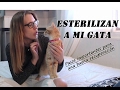 💉Pasos para una buena recuperación💊 | 🐱Esterilizan a mi gata🐾| Vlog Los Momentos de RYE