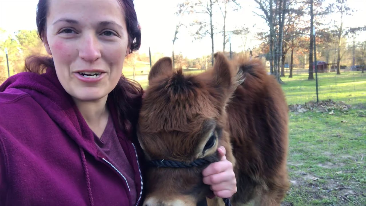 How to put a Halter on your cow YouTube