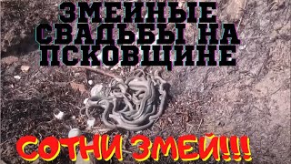 ✅ГОРА ЗМЕИНАЯ. СОТНИ ЗМЕЙ. НЕВЕЛЬ.