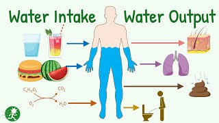 Water Balance in Body | Daily Water Intake & Output | Insensible Water Loss, Urine Output and More screenshot 1