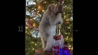 My dog Skipper is ready for 2023 !  Happy new year ! by Skipper the Clever Wire Fox Terrier 388 views 1 year ago 36 seconds
