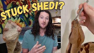 Helping A Boa Constrictor Shed 🐍 Cleo Stuck Shed Update &amp; How I Preserve Snake Skin #reptiles
