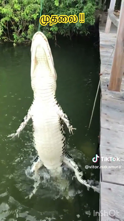 Unbelievable Gator jumps unbelievably #catch #jump