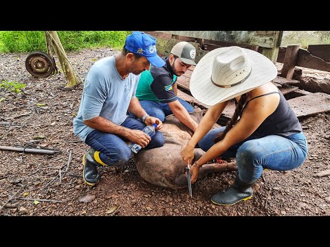 CAPANDO PORCO! Vaqueira na lida