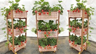 No garden  Idea for growing a vertical strawberry garden from a plastic basket at home