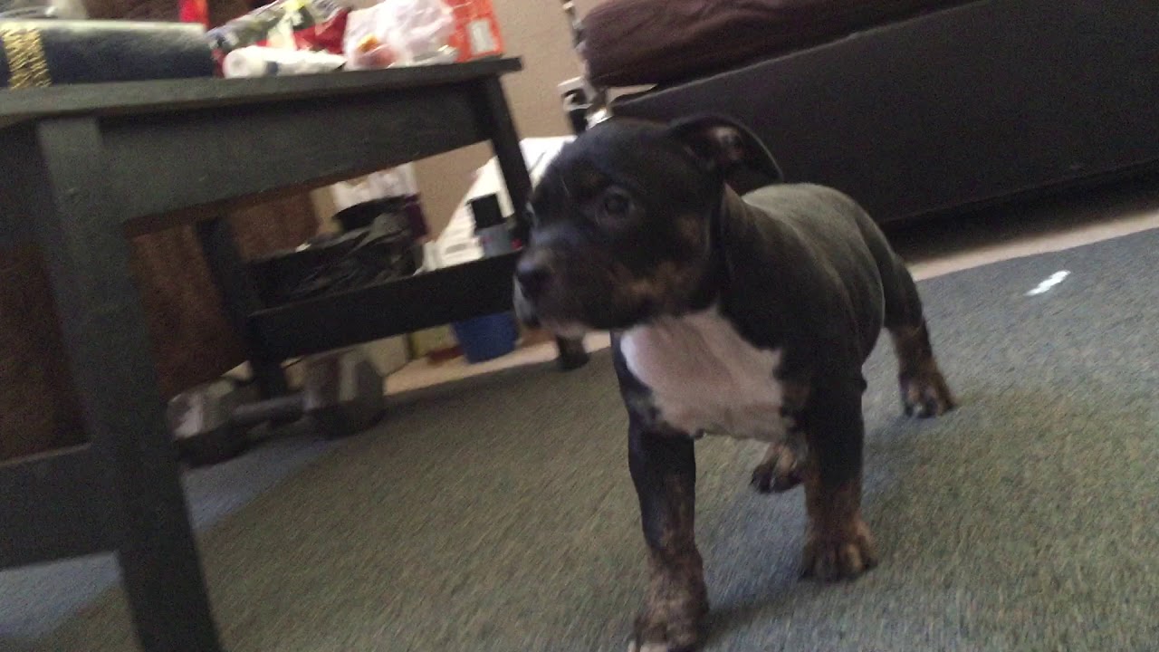 8 week bully puppy