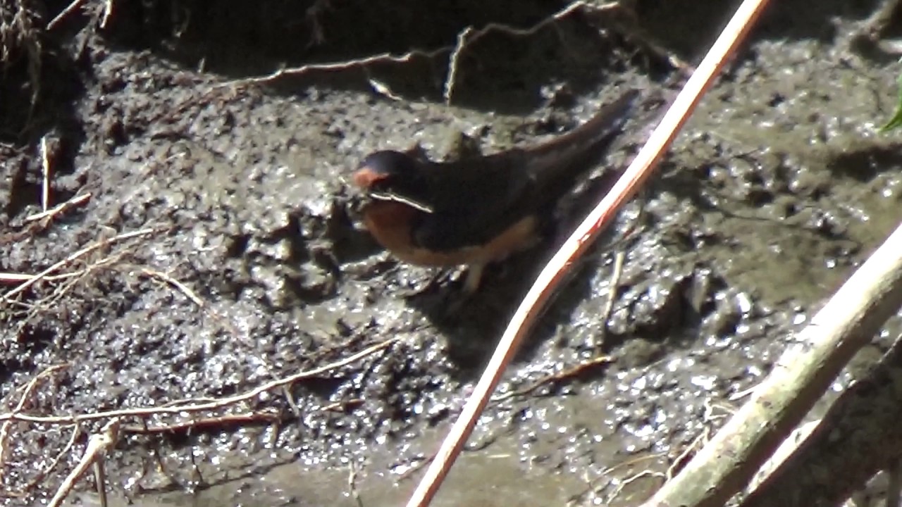 Barn Swallows build Cob Houses YouTube