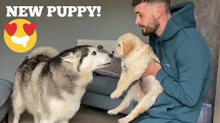 Husky Meets New Retriever Puppy!! [CUTEST REACTION EVER!!]