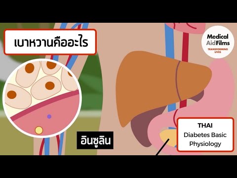 Diabetes: Basic Physiology (Thai language)