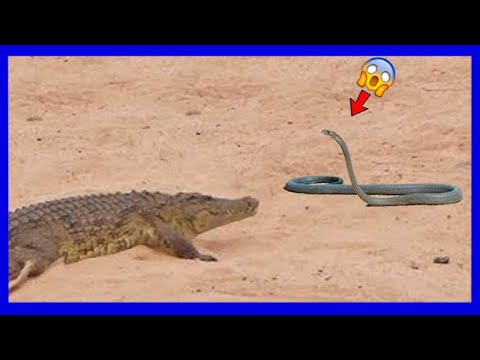 ¡Cocodrilo mató a Mamba Negra!
