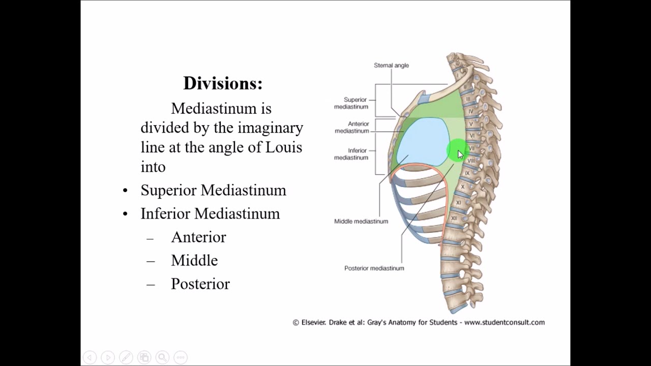 Anterior Mediastinum Anatomy anterior-mediastinum-anatomy