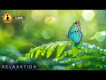 🔴 Relaxing Music for Stress Relief and Anxiety, Calming Music, Mind Relaxing, Deep Sleep Meditation