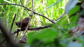 In memoriam Helmoet Vos: Winterkoning, Troglodytes troglodytes, Eurasian Wren.