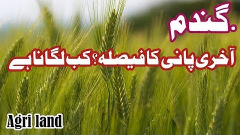 Last irrigation in wheat field | Agri land
