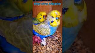 Rainbow Crusted Budgies Breeding shorts youtubeshorts budgies