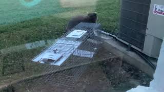 Raccoon Outsmarting Trap - Stealing Marshmallows