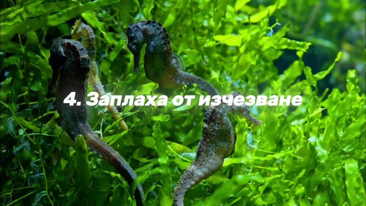 Топ 10 не толкова интересни факти за морското конче - YouTube