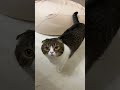 猫が話しかけてきた!