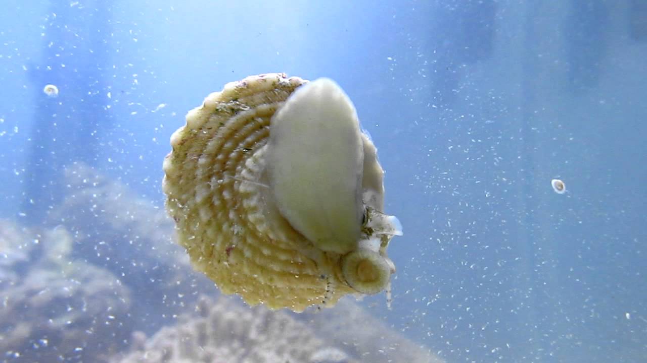Salt Water Snail YouTube