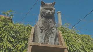 Blue British cat is learning to walk up the ladder