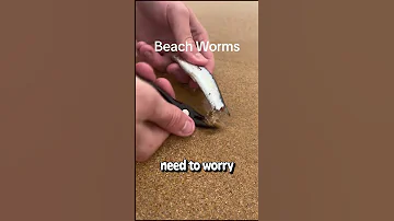 10 Feet Long Beach Worm in Australia