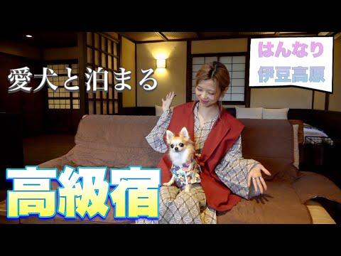 【人気の宿】愛犬と泊まれる露天風呂付きのお宿に泊まってきました！【犬と行く伊豆高原旅行①】