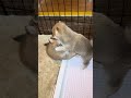 なんだこの可愛いじゃれあい笑 #豆柴カフェ #豆柴子犬