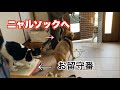#265 お留守番になった猫との会話を楽しむ日