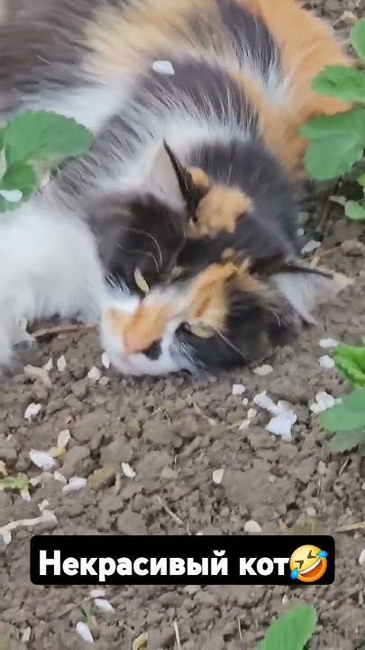 некрасивый кот #russia #кот #котик #питомцы #shorts #short - YouTube