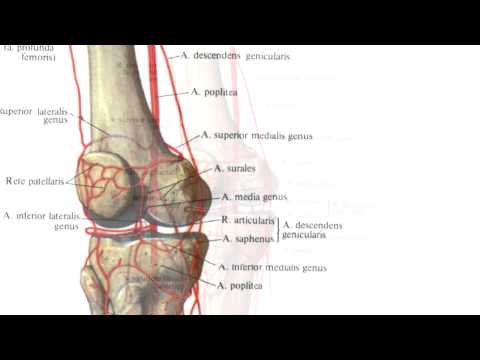 Кровоснабжение коленного сустава.