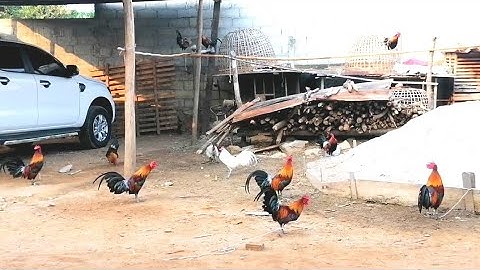 ไก่ต่อทุกลุ้น f1.f2.f3​ แบบเดี่มกะมี_qaibdib qua zoo thiab zoo nkauj dib tuaj zooheev[Hmong]​ 2022​