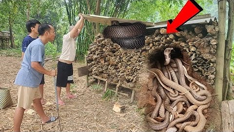 Cuộc Gọi Khẩn Cấp Từ Người Dân Nhìn Thấy Rắn Hổ Mang Khi Đang Lấy Củi