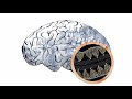 Inside the autism brain: The cerebellum