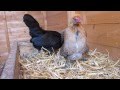 Chicken laying her first egg! Modern Game Bantam