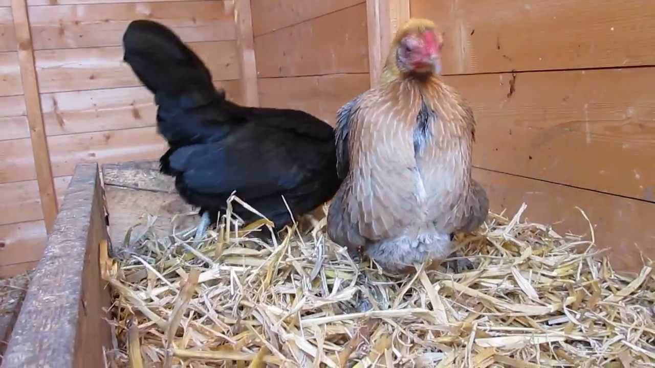 Chicken laying her first egg! Modern Game Bantam - YouTube