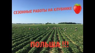 ВСЯ ПРАВДА О РАБОТЕ НА КЛУБНИКЕ В ПОЛЬШЕ !!!