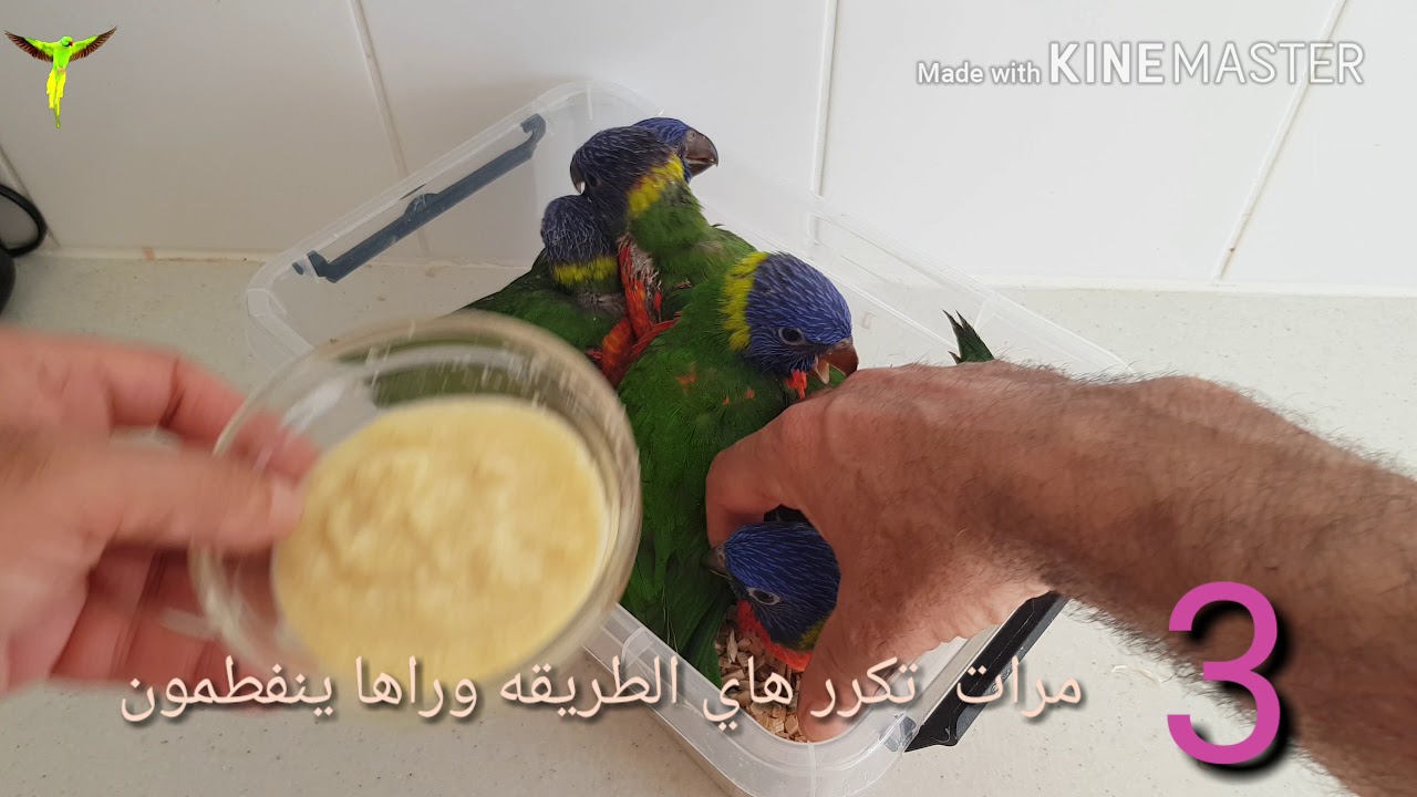 ببغاء لوري .. Lori